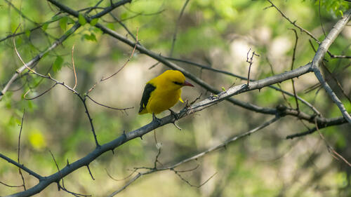 Very golden oriole